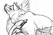 swan_wolf