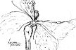 butterfly_women